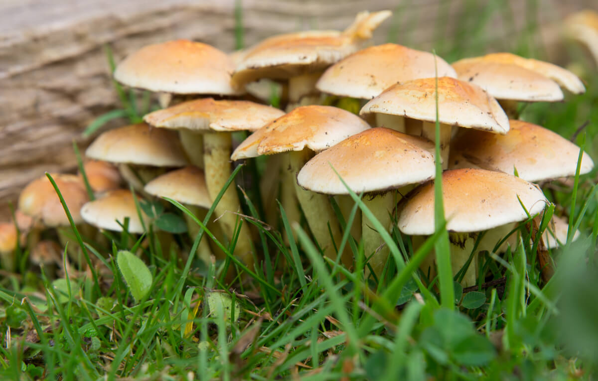 Una colonia de hongos marrones.