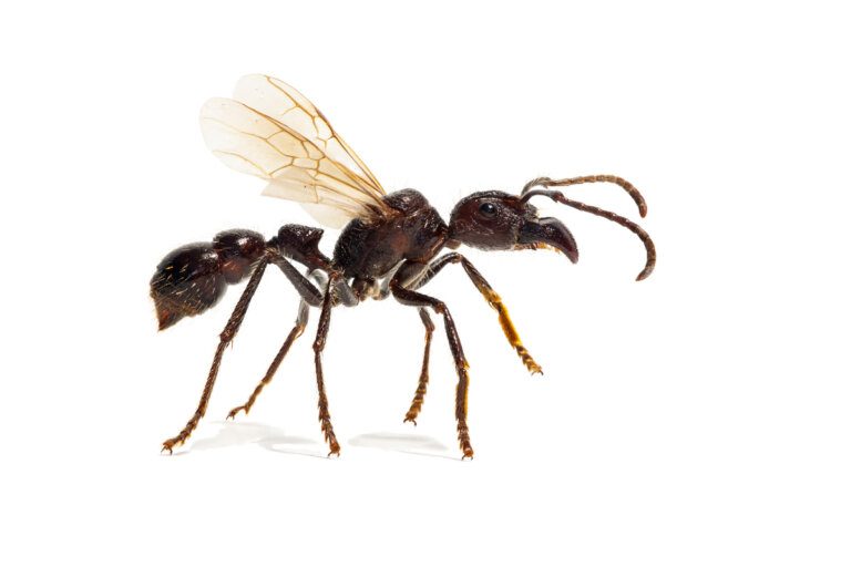 La hormiga bala: ¿qué tan peligrosa es?