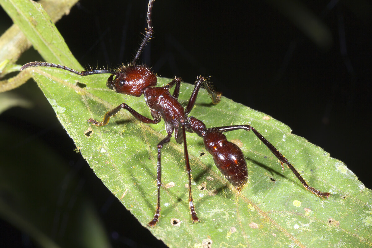 Une Paraponera clavata sur une feuille.