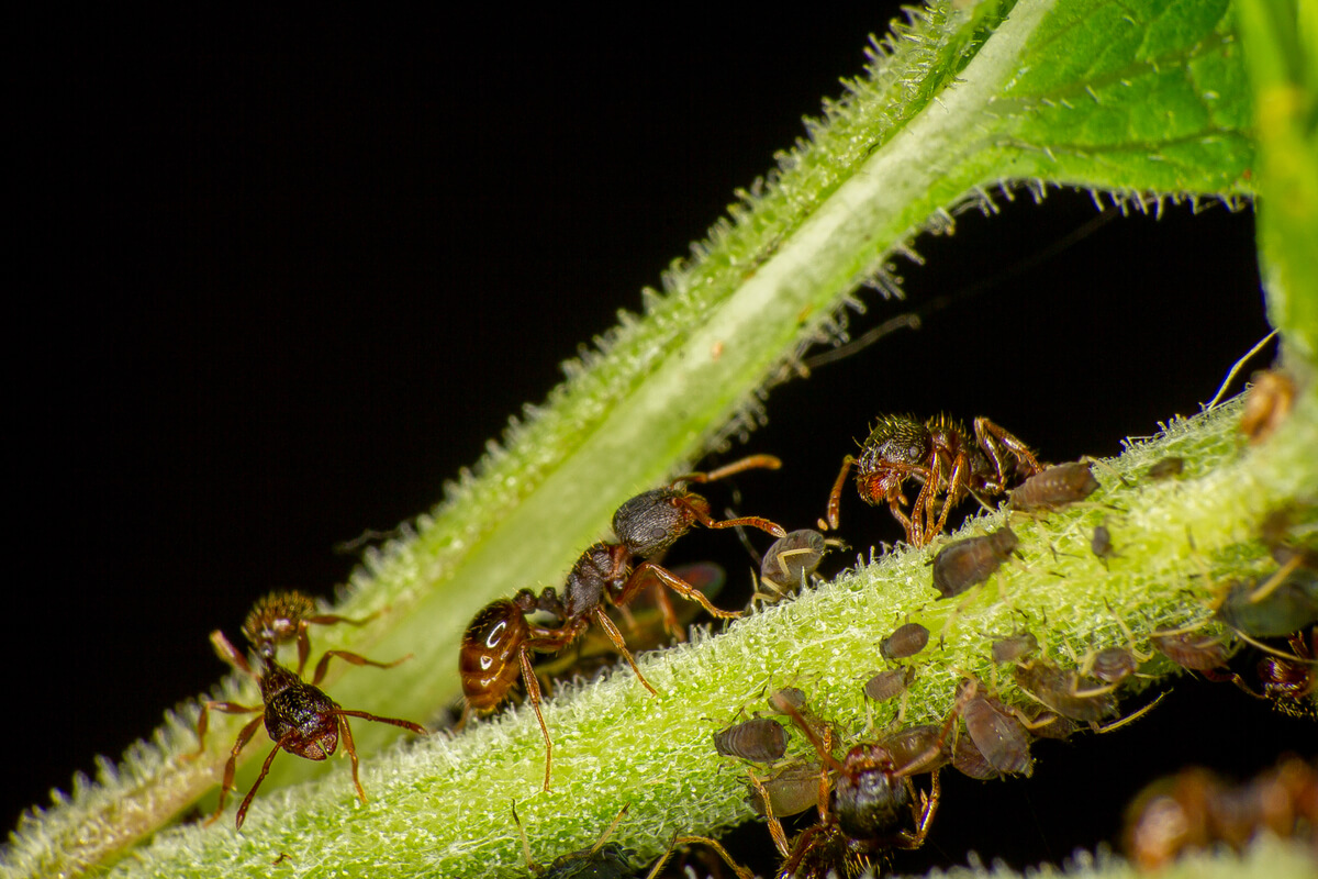 Hormigas del género Tetramorium.