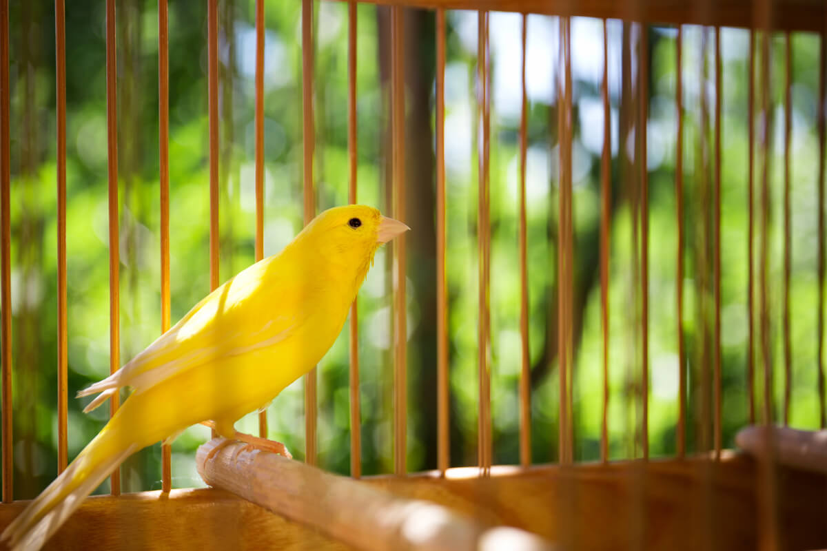 El enriquecimiento ambiental es necesario para el bienestar de los canarios.