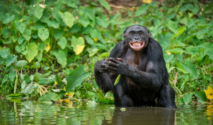 10 curiosidades de los simios