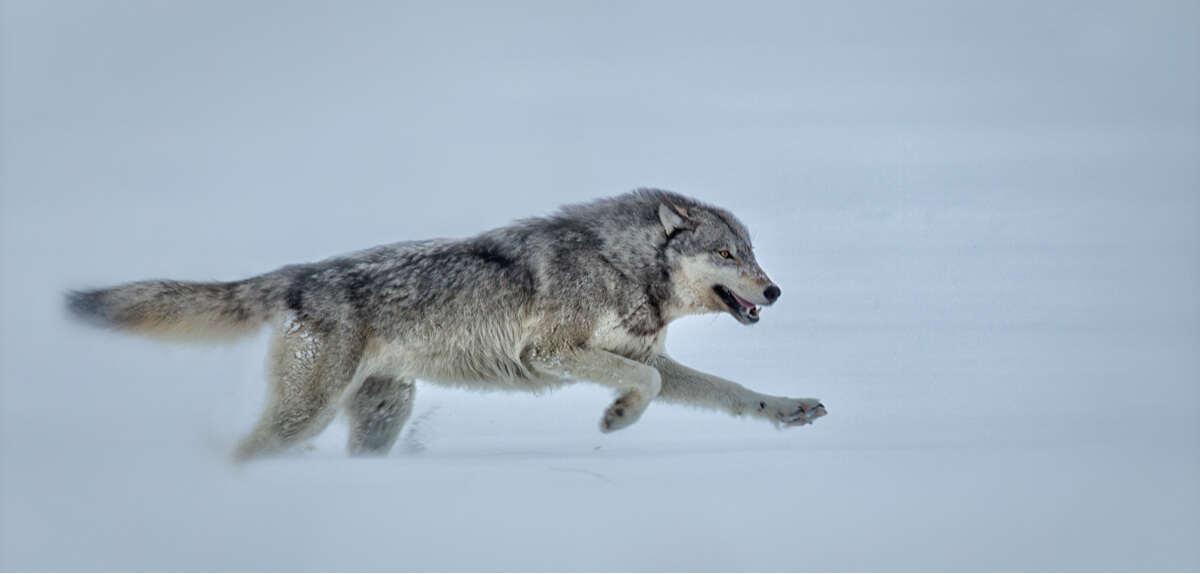 Un lupo che corre nella neve.