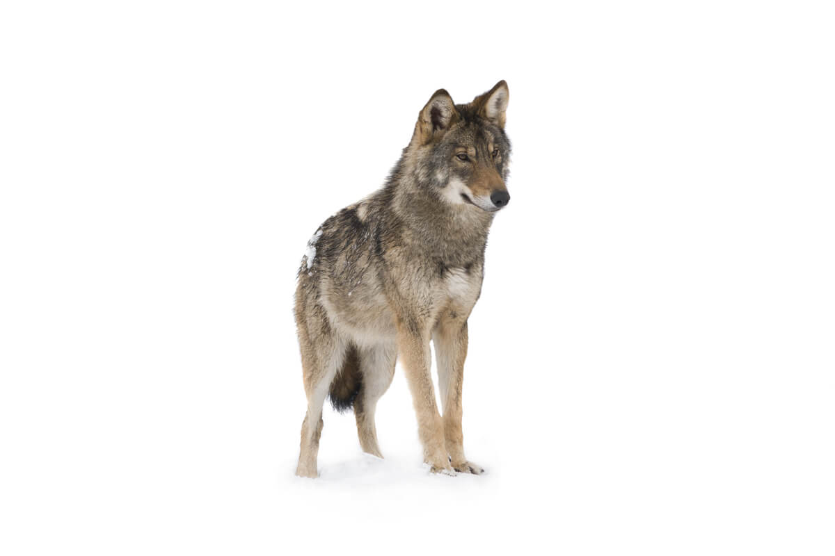 Un lobo sobre fondo blanco.