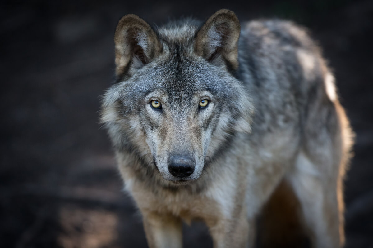 Un lobo gris mirando a cámara.