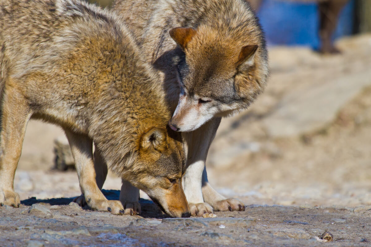 Dos ejemplares de lobo rojo.