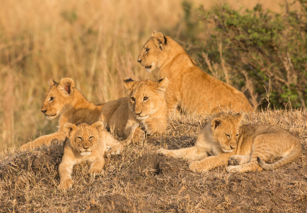 Una manada de leones con crías.