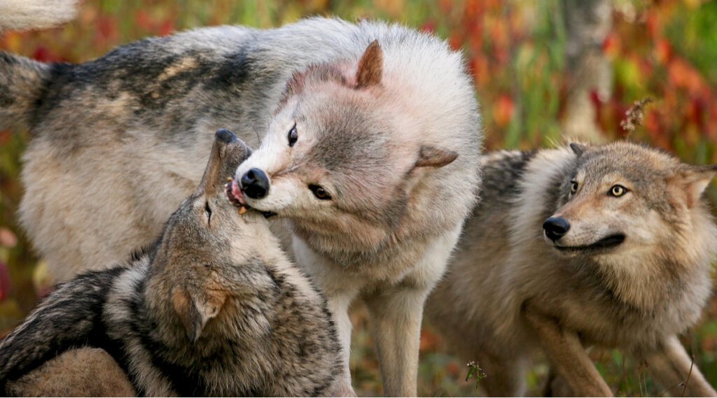Jerarquía en las manadas de lobos: ¿existe el lobo alfa?