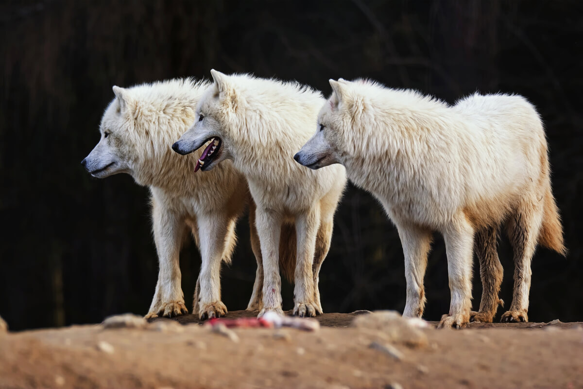 Una manada de lobos blancos.