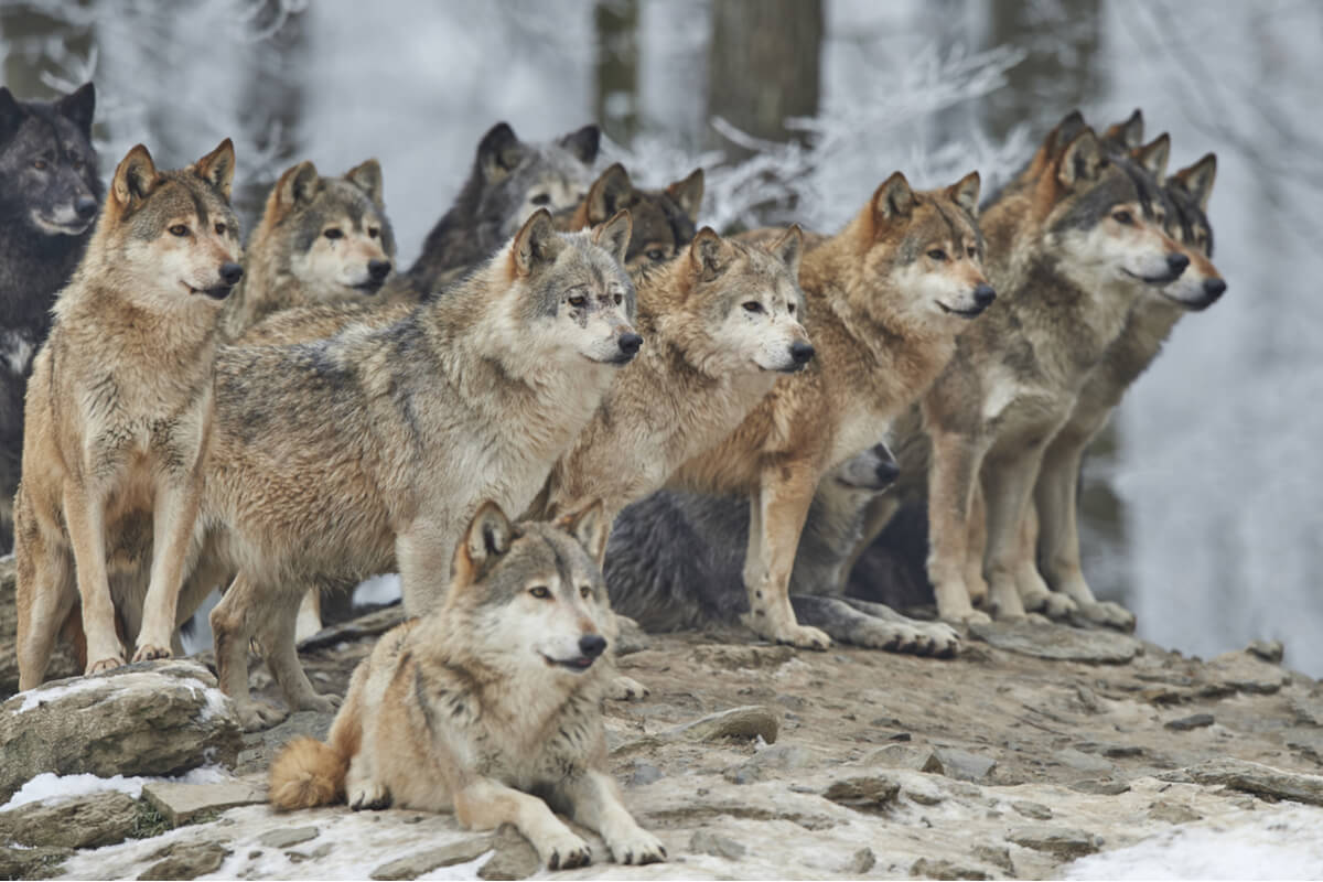 Una manada de lobos miran al horizonte.