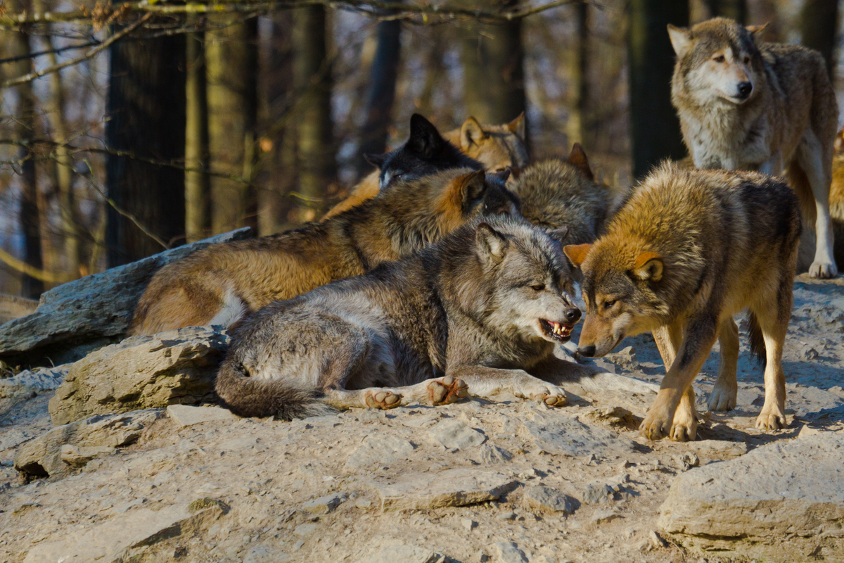 Una manada de lobos rojos.