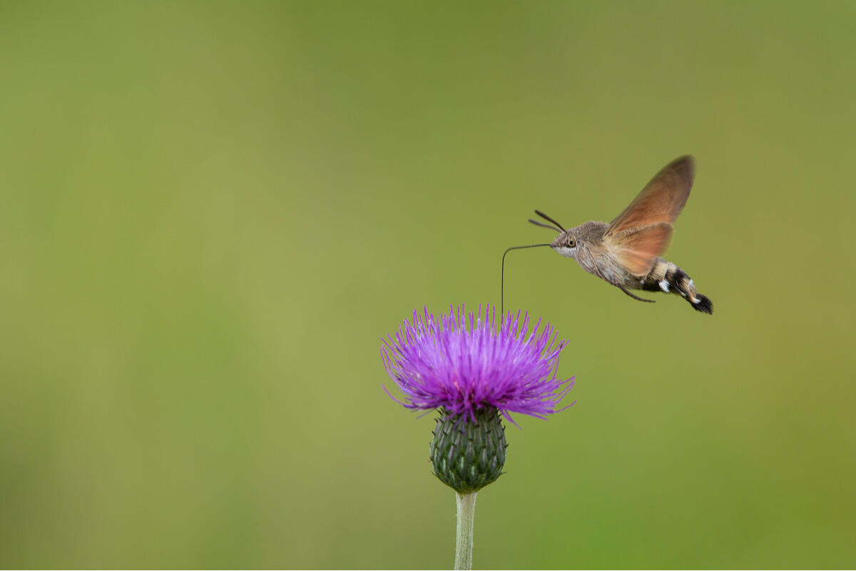 Una mariposa colibrí sobrevolando un cardo.
