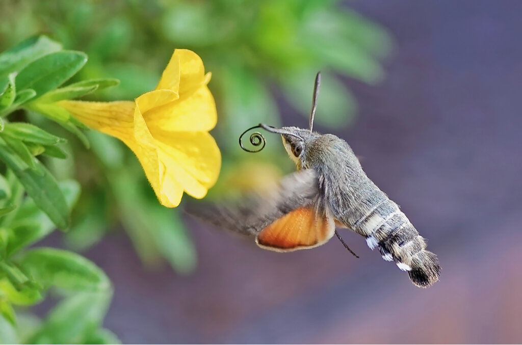 Una mariposa colibrí y una flor.