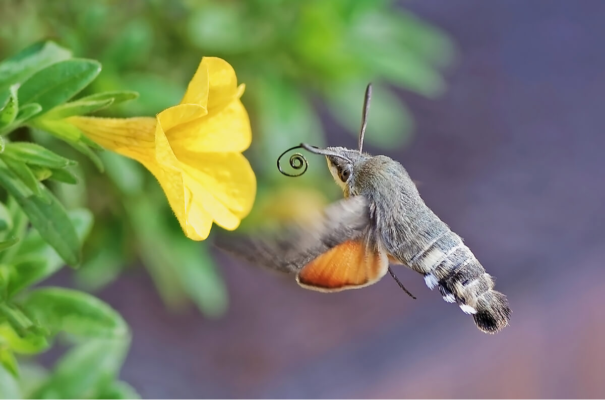 La mariposa colibrí: ¿qué papel desempeña en la polinización? - Mis Animales