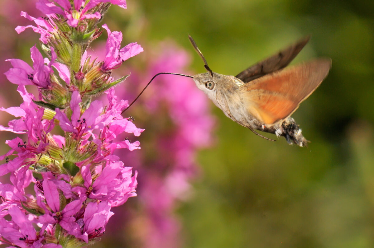 Una mariposa colibrí polinizando una flor.