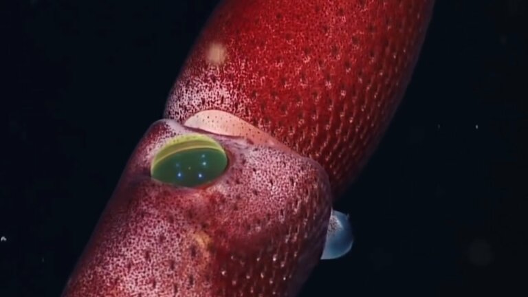 Calamar de fresa: el invertebrado más bello