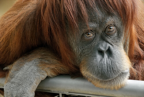 Un orangután mirando a cámara.