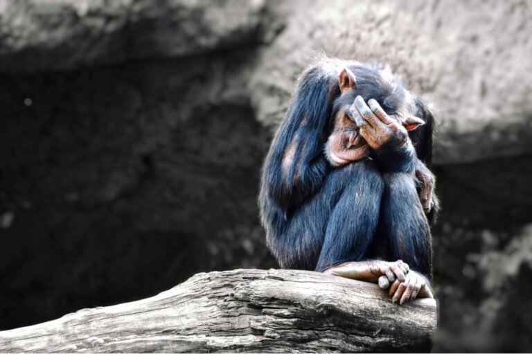 ¿Existe el suicidio en el reino animal?