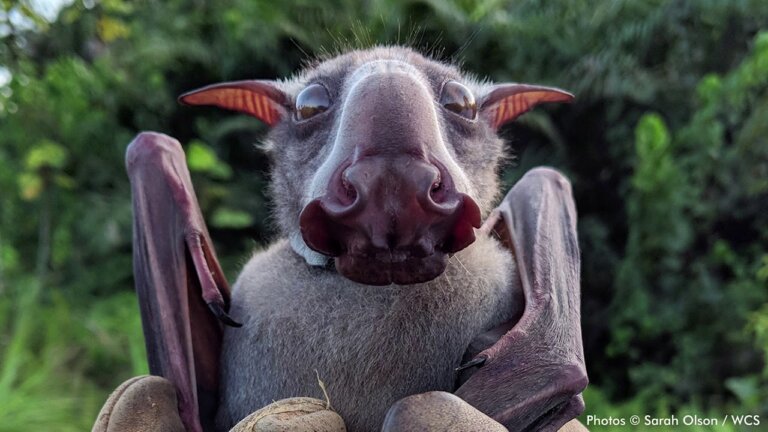 El murciélago cabeza de martillo y su fabulosa bocina