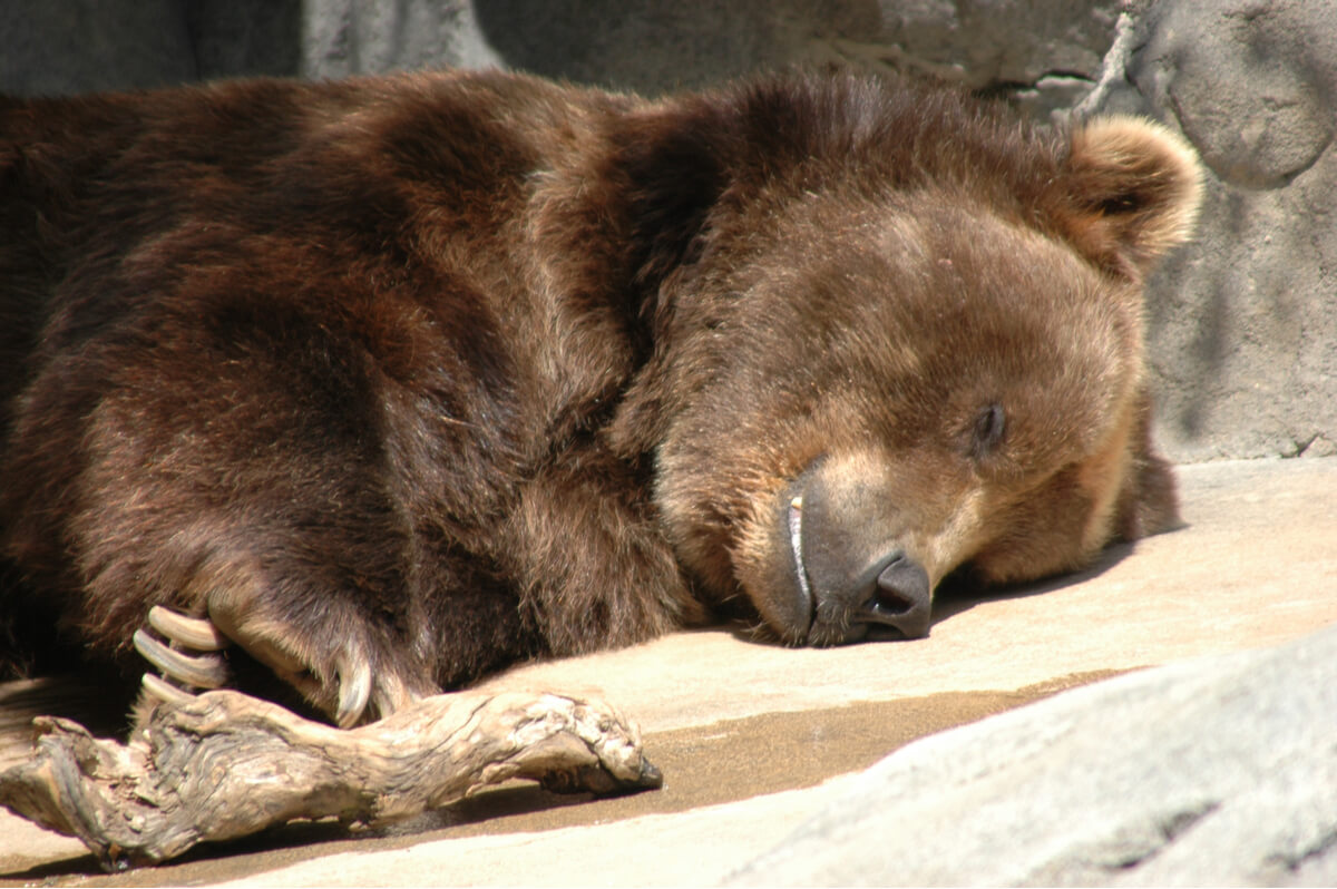 Los osos también son animales almacenistas de víveres.