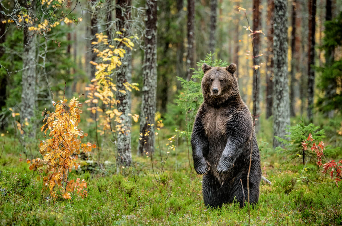 Ruskeakarhut voivat nousta takajaloilleen.