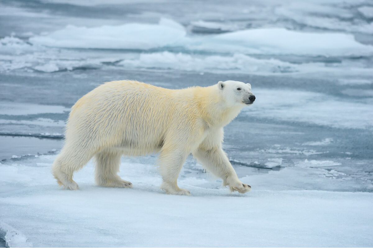 Los efectos del cambio climático sobre la fauna polar son innegables.
