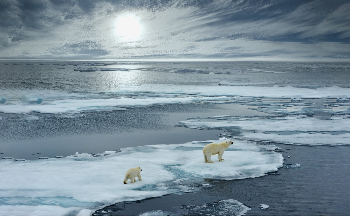 Isbjørnen er en av flere utrydningstruede dyr på Nordpolen