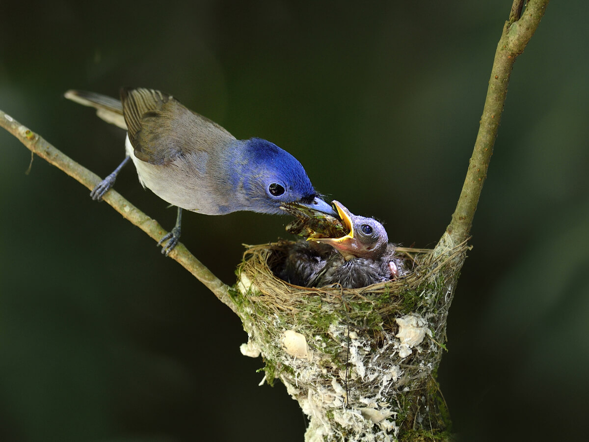 Un pájaro alimentando a sus crías.