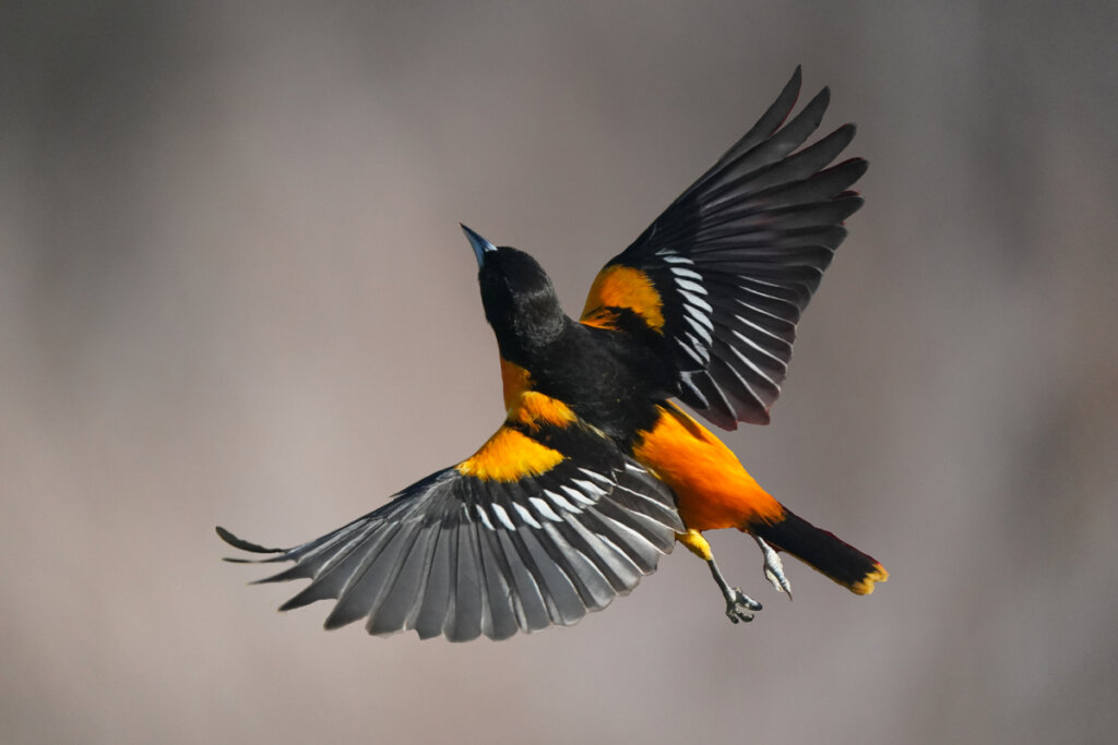 Un bonito pájaro en vuelo.