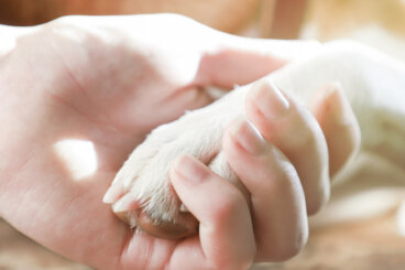 4 consejos aprobados por veterinarios para lidiar con la uña rota de un perro