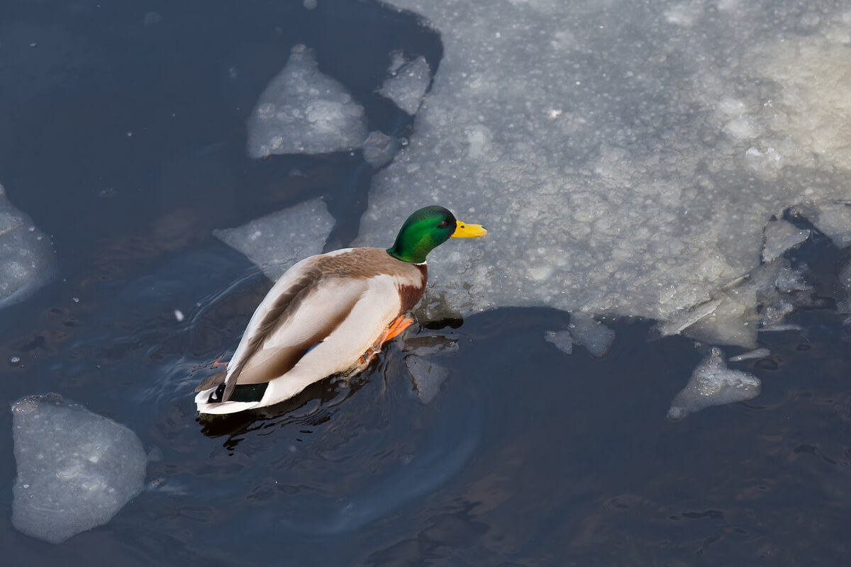 Un pato nadando en un lago congelado.