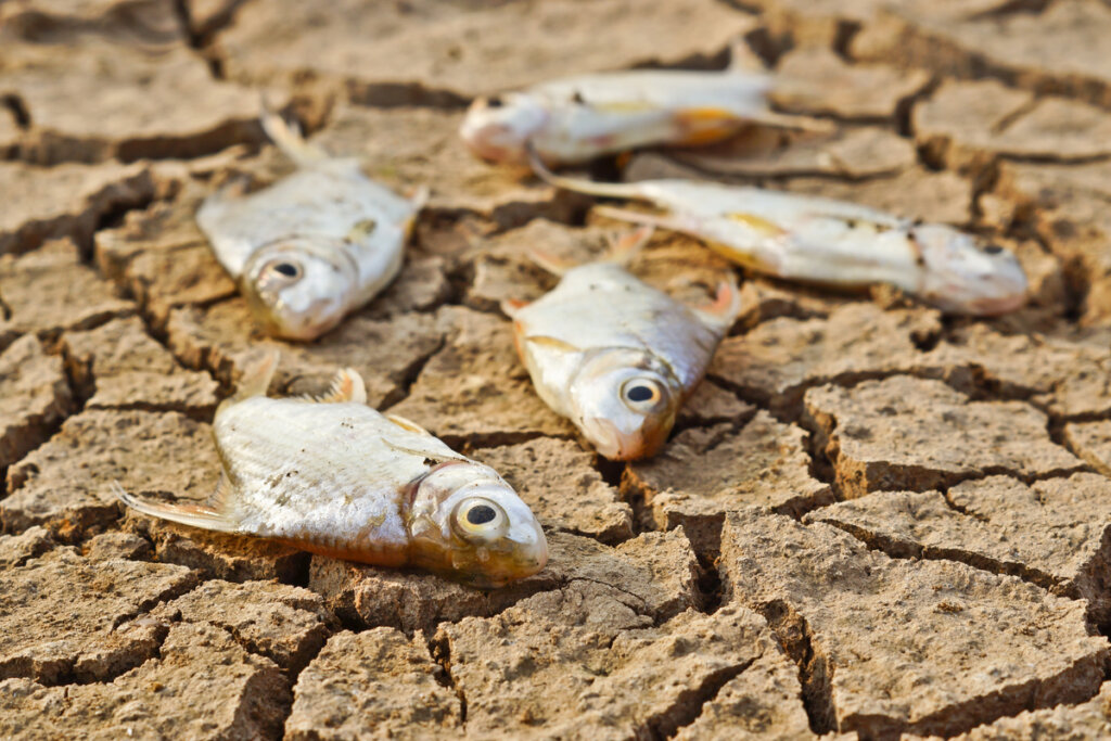 Efectos de la sequía en animales acuáticos