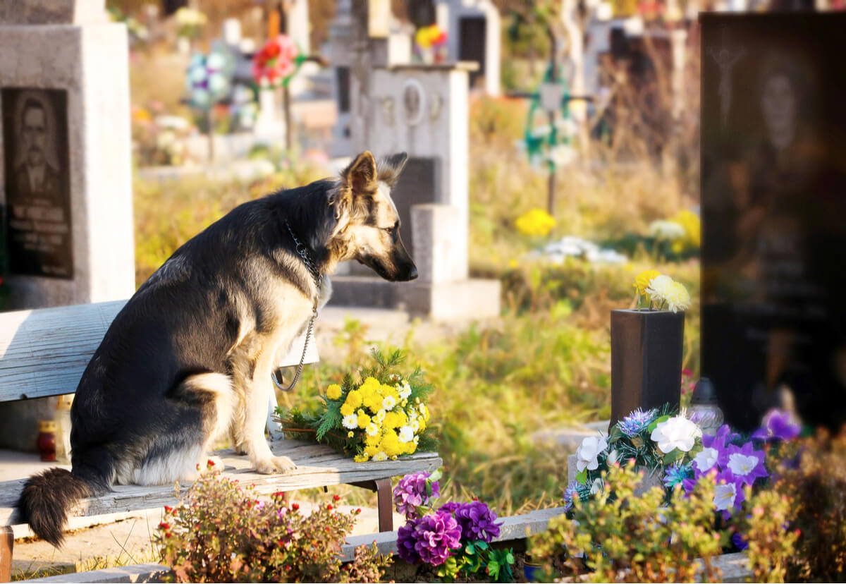 Un perro triste en un cementerio.