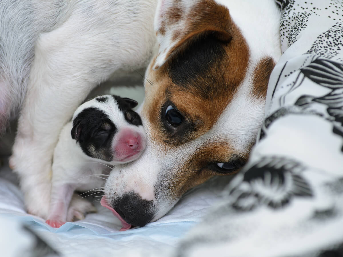 Une chienne avec un nouveau-né.