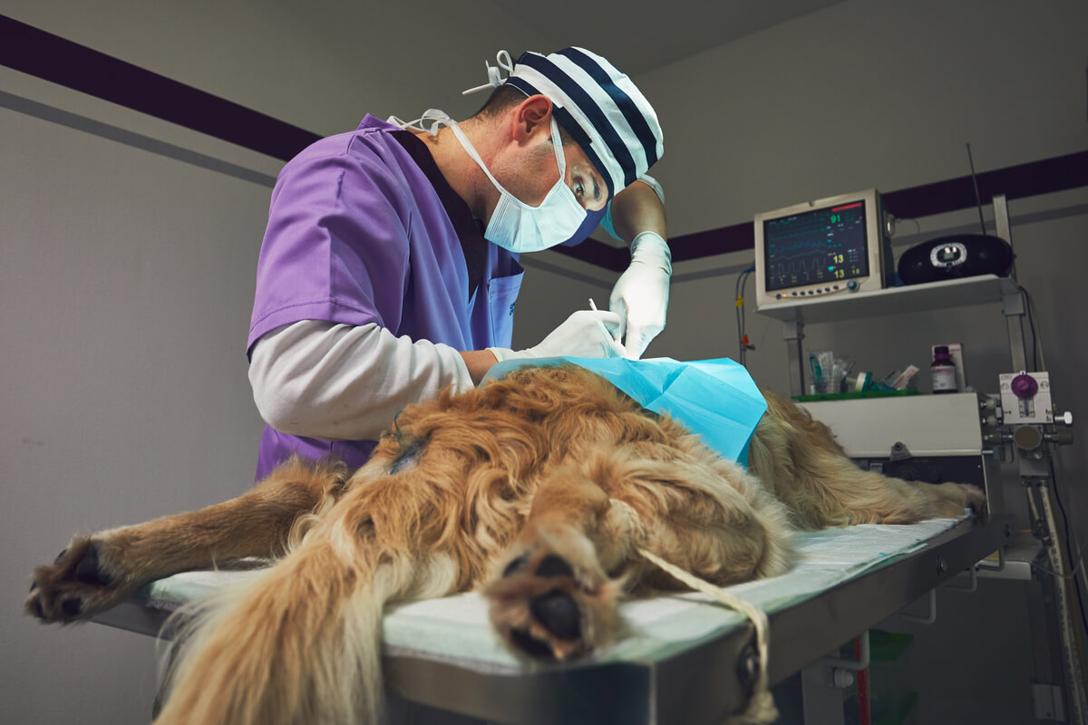 Un perro acostado en una camilla.