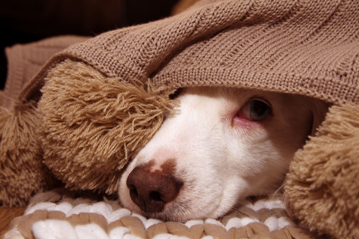 ¿Por qué se producen las autolesiones en perros?