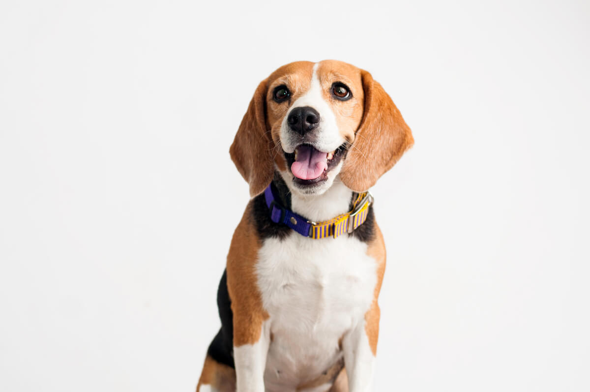 Un chien beagle heureux.