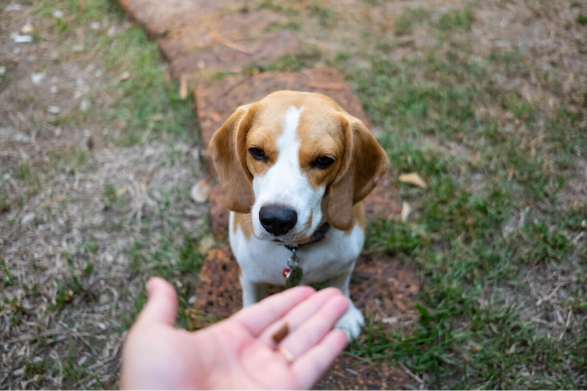 Un chien serre la main de son tuteur.