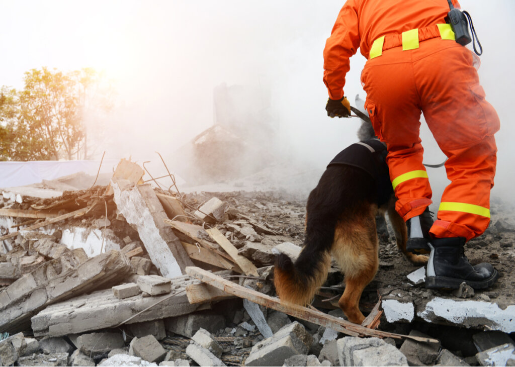 ¿Por qué participan los perros en actividades de búsqueda y rescate?