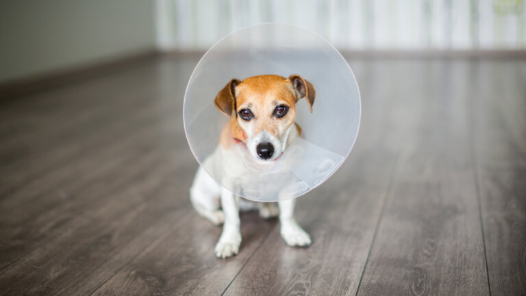 Trajes de recuperación quirúrgica para perros: tipos y usos