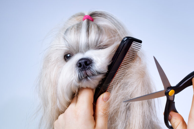 ¿Es beneficioso cortar el pelo de los perros por calor?