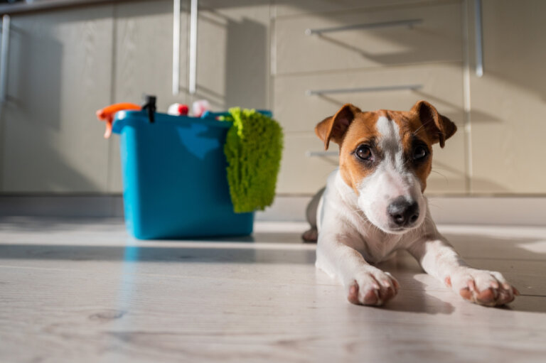 Productos del hogar que pueden ser dañinos para las mascotas
