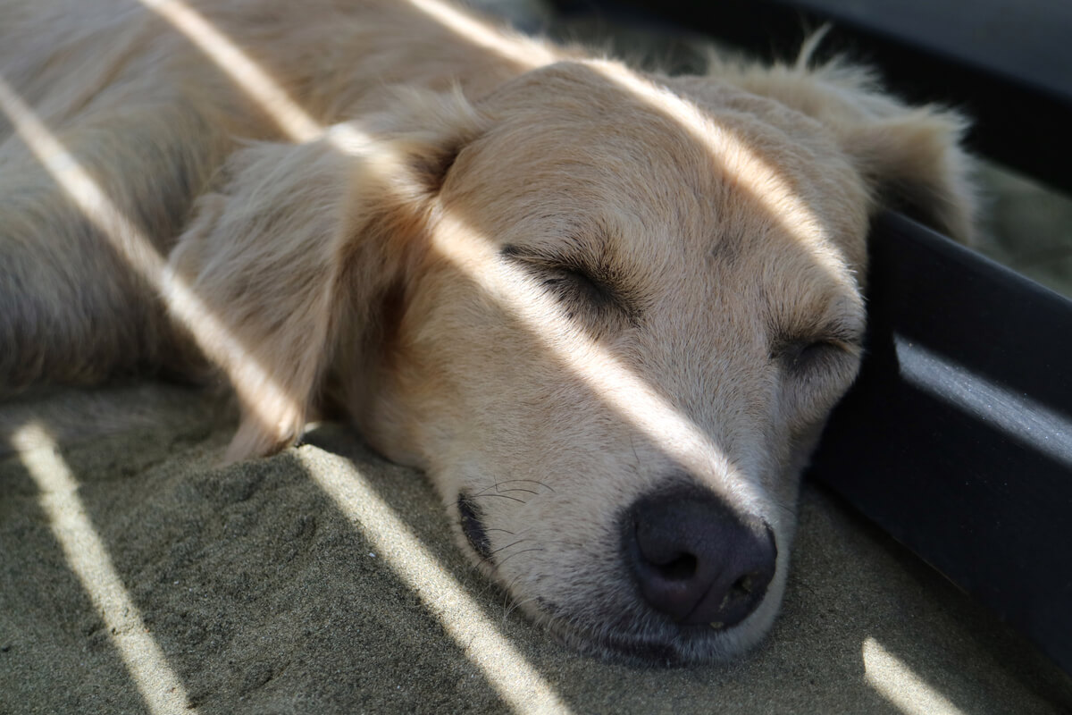 kumda uyuyan bir köpek
