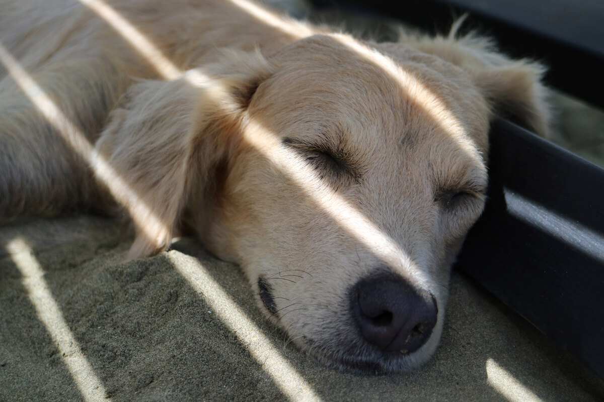 A sleepy dog.