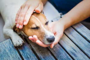 5 causas más comunes de las heces con sangre en los perros