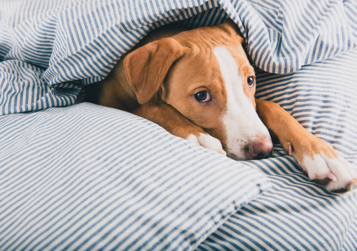 En hund i en säng.