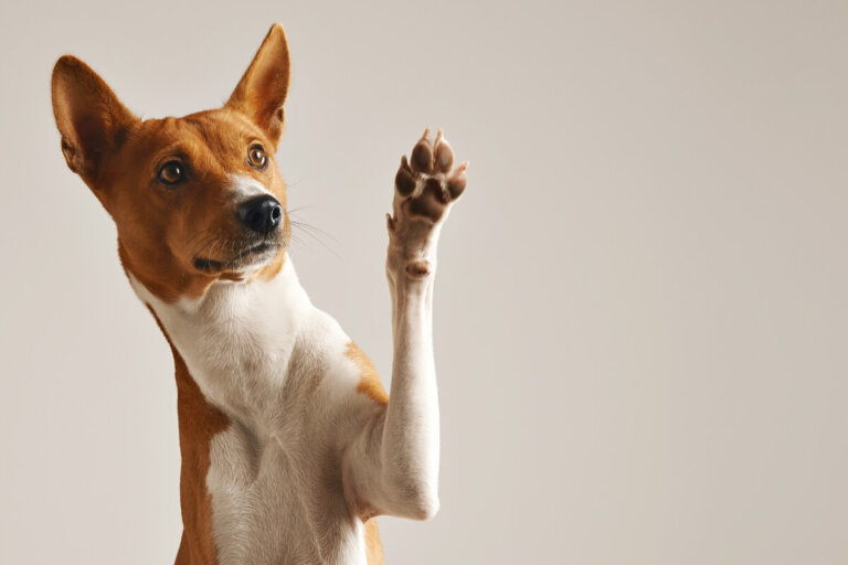 5 animales digitígrados