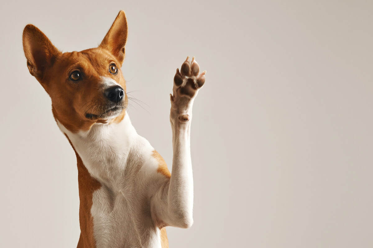 Los animales digitígrados son aquellos que se apoyan sobre sus dedos.