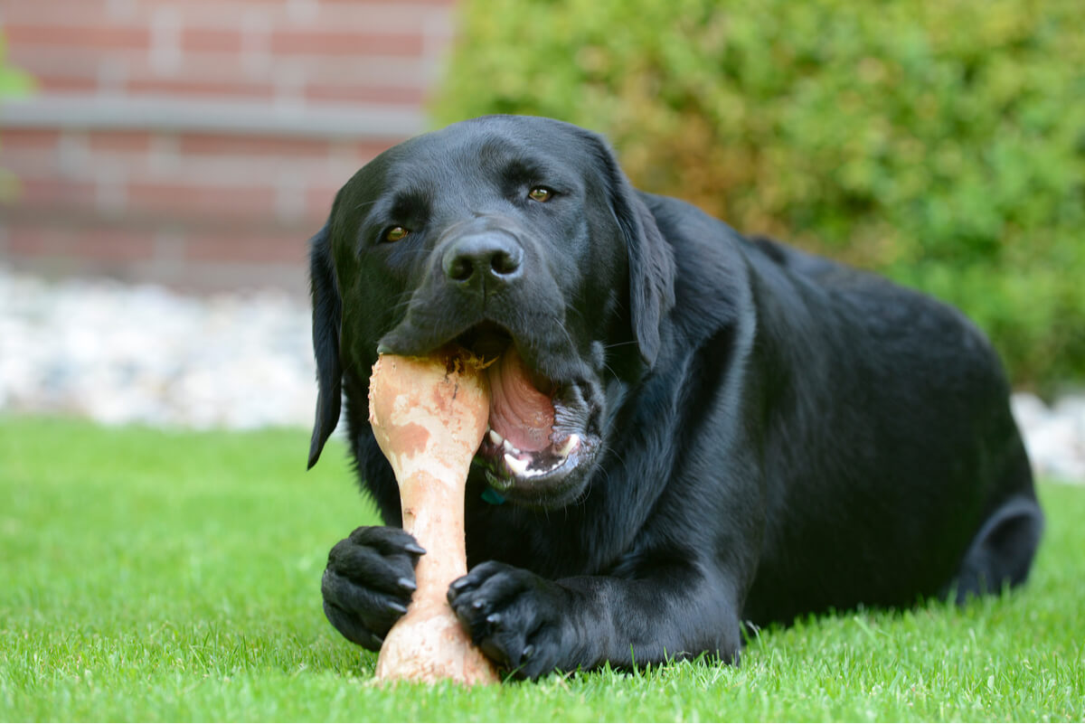 Un perro labrador mordiendo un hueso