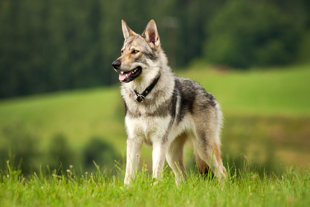Un perro lobo